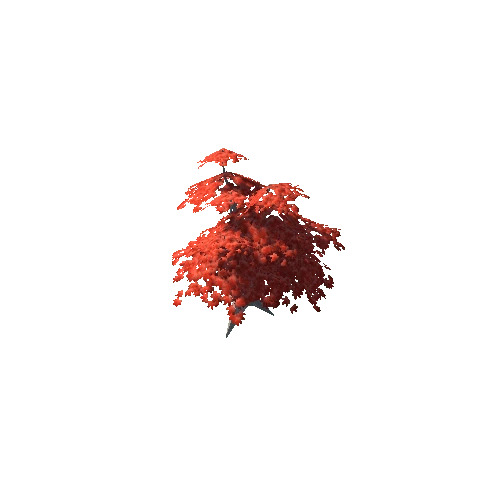 Maple Tree Red Mid 03